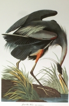 birds 13 - Great blu Heron, Ardea Herodias